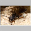 Mimumesa sp - Grabwespe 08e 6-7mm mit Zikade.jpg